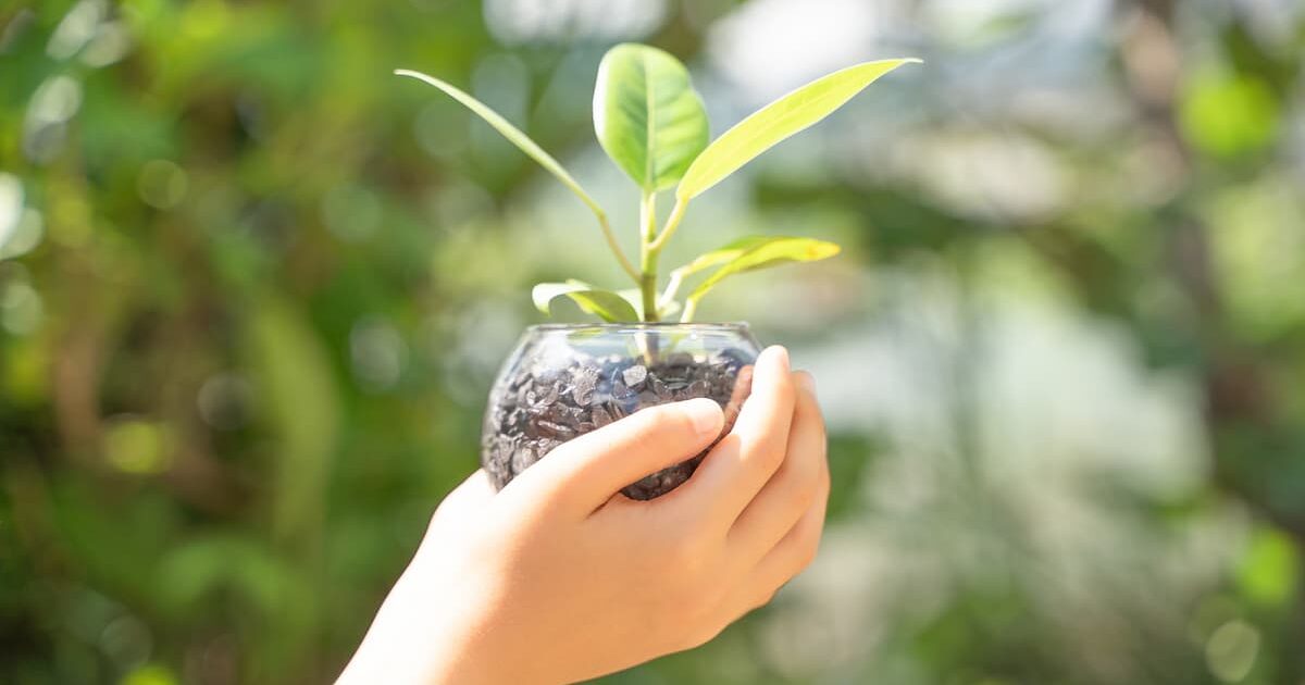 植物を持つ人の手